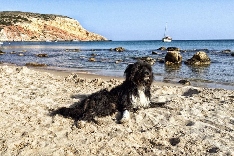 Scoob on the beach 08.2015