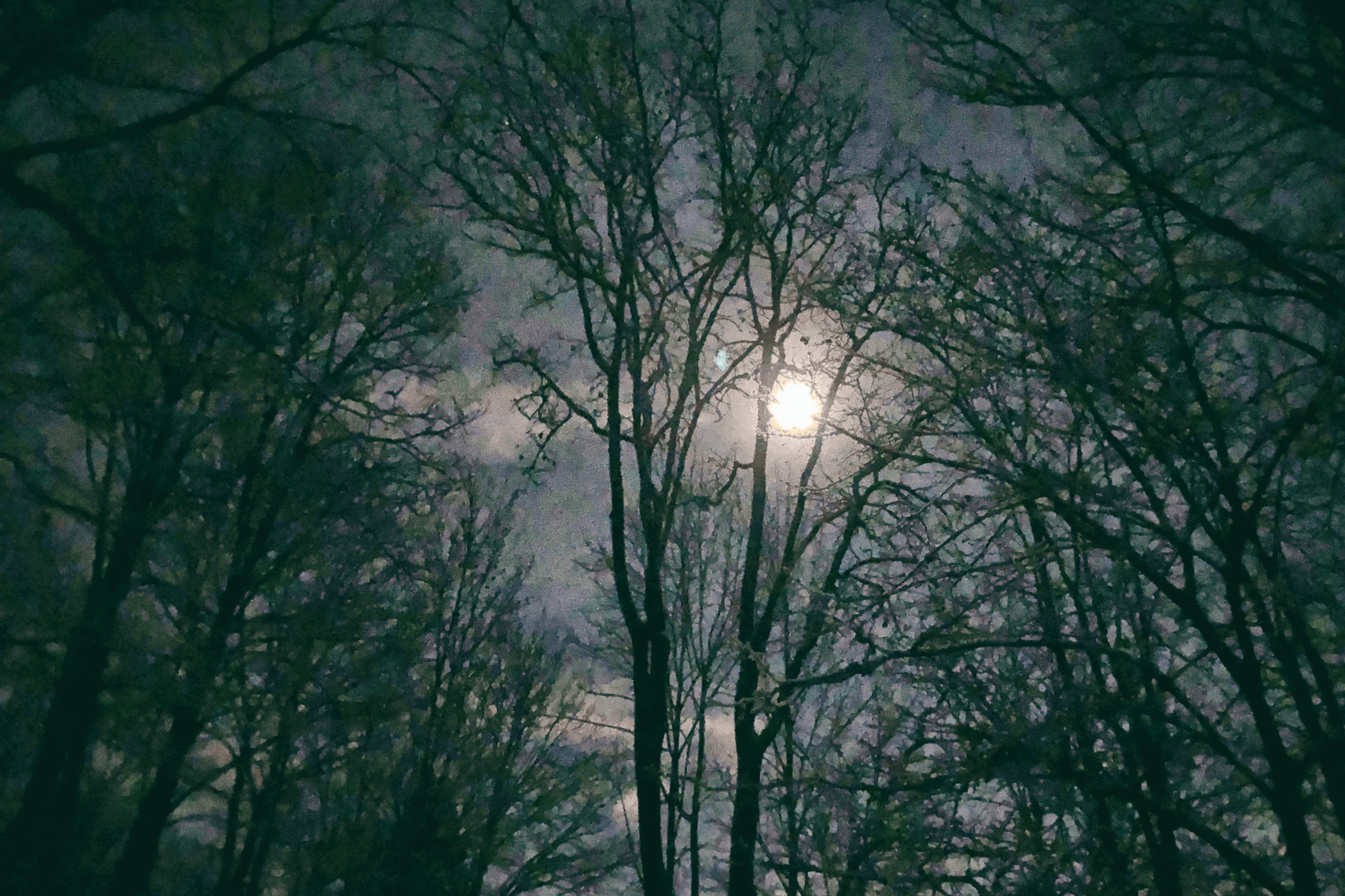 Parknachtschneeholz 11.2017