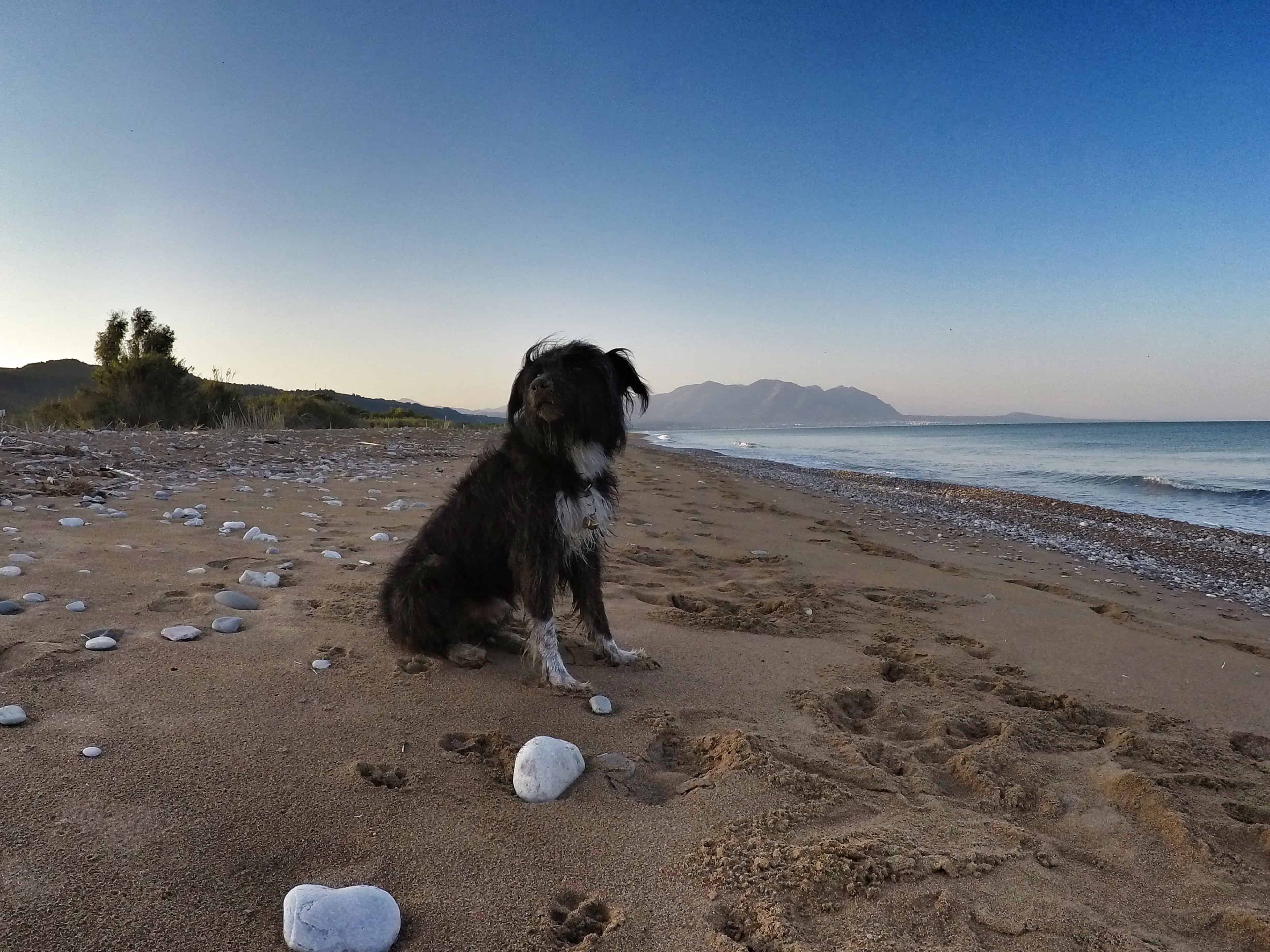 Scoob on the beach 08.2018