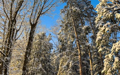 Erster Schnee 11.2024