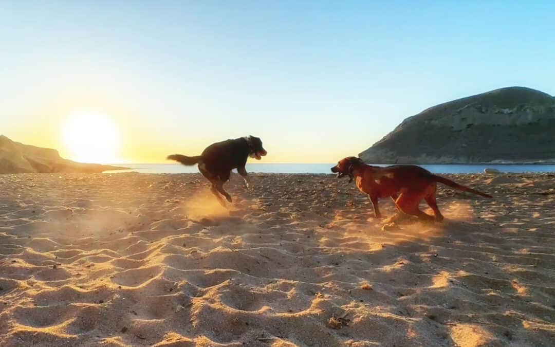 Doggos 09.2025
