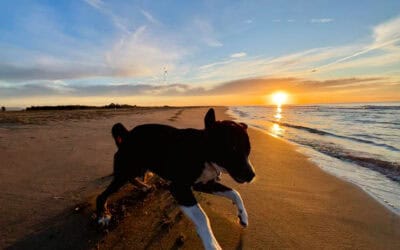 Igou Ebrodelta 09.2025